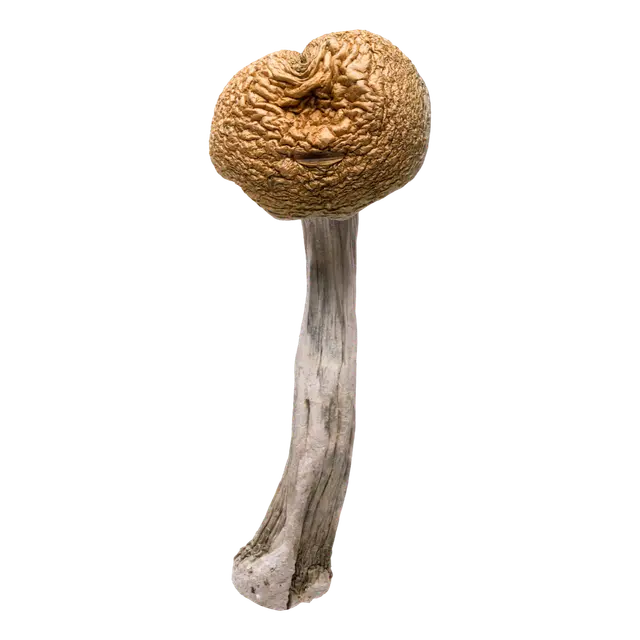 Golden Envy | Magic Mushrooms | 3.5